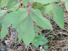 Paeonia kesrouanensis