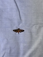Syngamia florella
