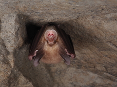 Rhinolophus macrotis