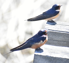 Hirundo rustica