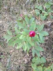 Paeonia kesrouanensis
