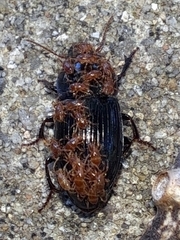 Parasitinae