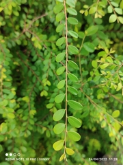 Phyllanthus cochinchinensis