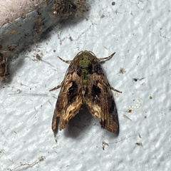 Angitia melamera