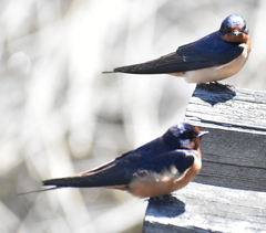 Hirundo rustica