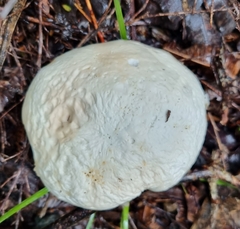 Boletus semigastroideus