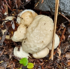 Boletus semigastroideus