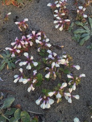 Collinsia corymbosa