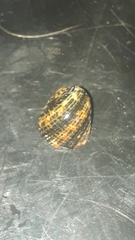 Nerita funiculata