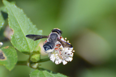 Megachile inimica