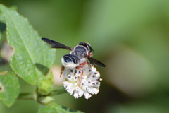 Megachile inimica