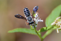 Megachile inimica