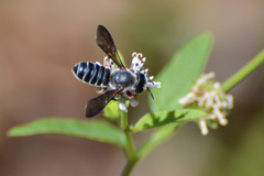 Megachile inimica