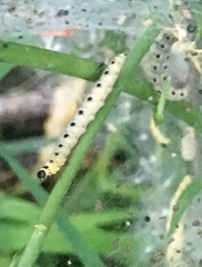 Yponomeuta cagnagella