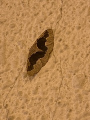 Celenna festivaria