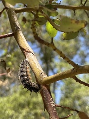 Nymphalis