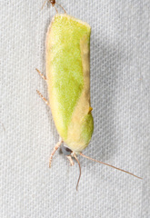 Earias