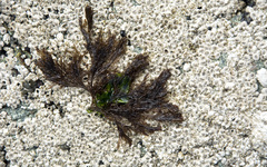 Microcladia borealis