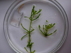 Chara australis