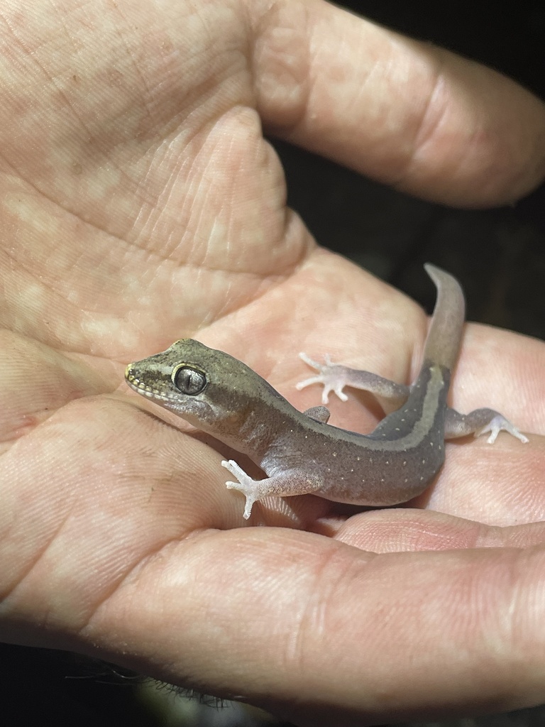 Gilbert Ground Gecko