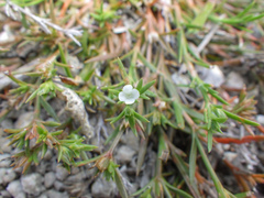 Polypremum procumbens image