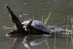 Trachemys scripta troostii