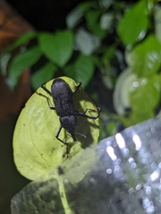 Rhinostomus barbirostris image