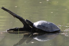 Trachemys scripta troostii
