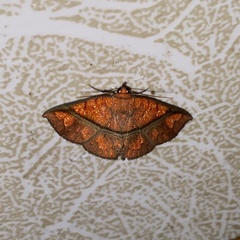 Antiblemma subrutilans