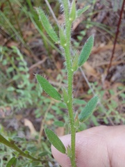 Bossiaea stephensonii