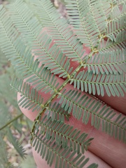 Acacia parvipinnula