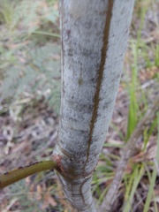 Acacia parvipinnula