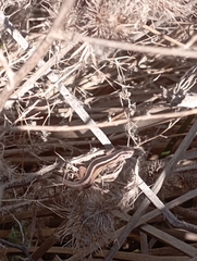 Liolaemus gravenhorstii