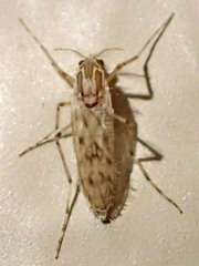 Chaoborus astictopus