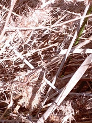 Liolaemus gravenhorstii