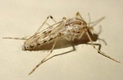 Chaoborus astictopus