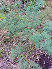Acacia parvipinnula