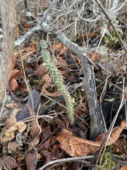 Opuntia pumila
