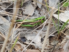 Aiolopus thalassinus