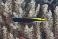 Labroides pectoralis