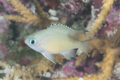 Azurina lepidolepis