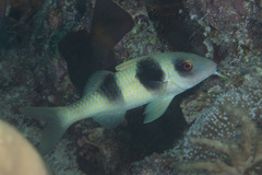 Parupeneus crassilabris