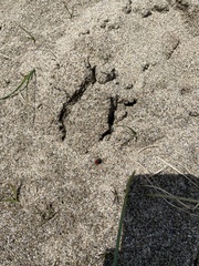 Spilodiscus sellatus