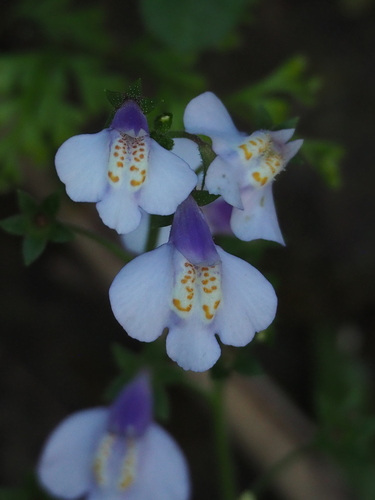Mazus fauriei (Mazus fauriei)
