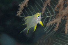 Amblyglyphidodon aureus