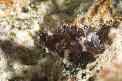 Taenianotus triacanthus