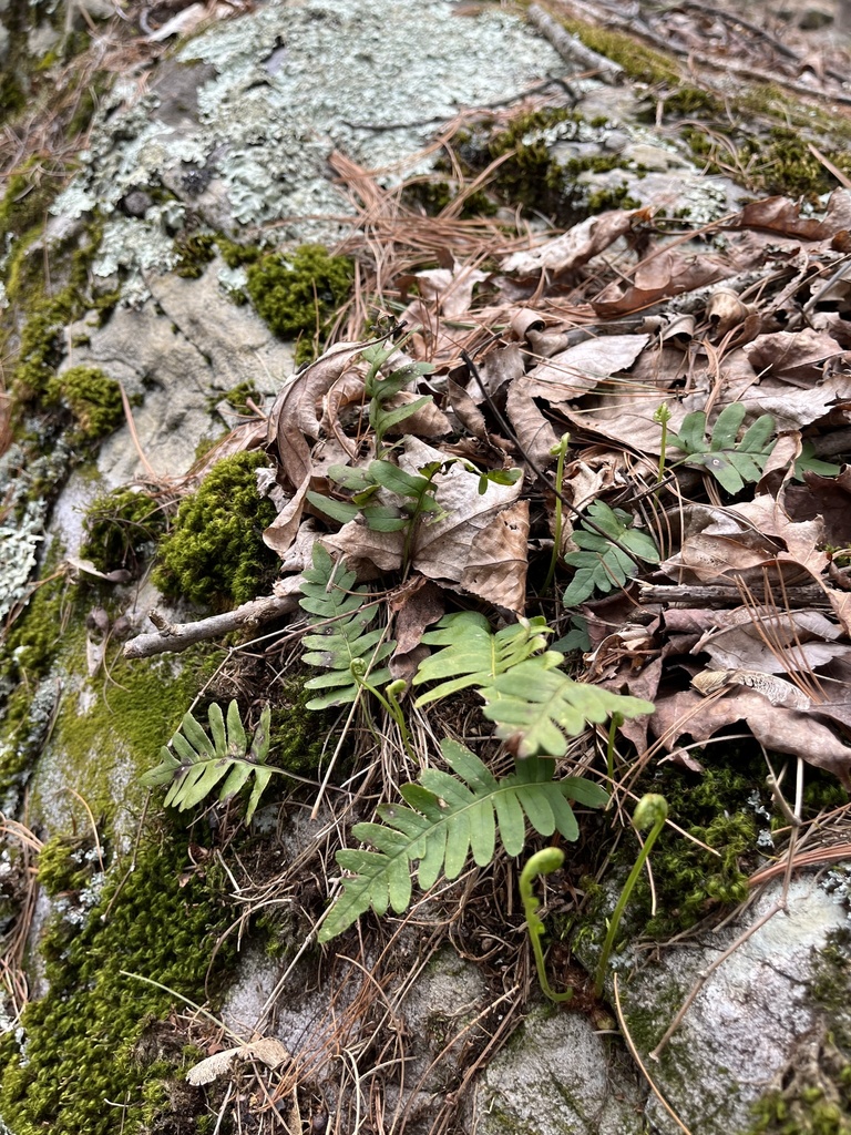 rock polypody from East Stroudsburg, PA, US on April 23, 2022 at 04:15 ...