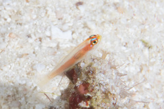 Trimma anaima