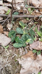 Asarum forbesii