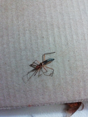 Zelus grassans